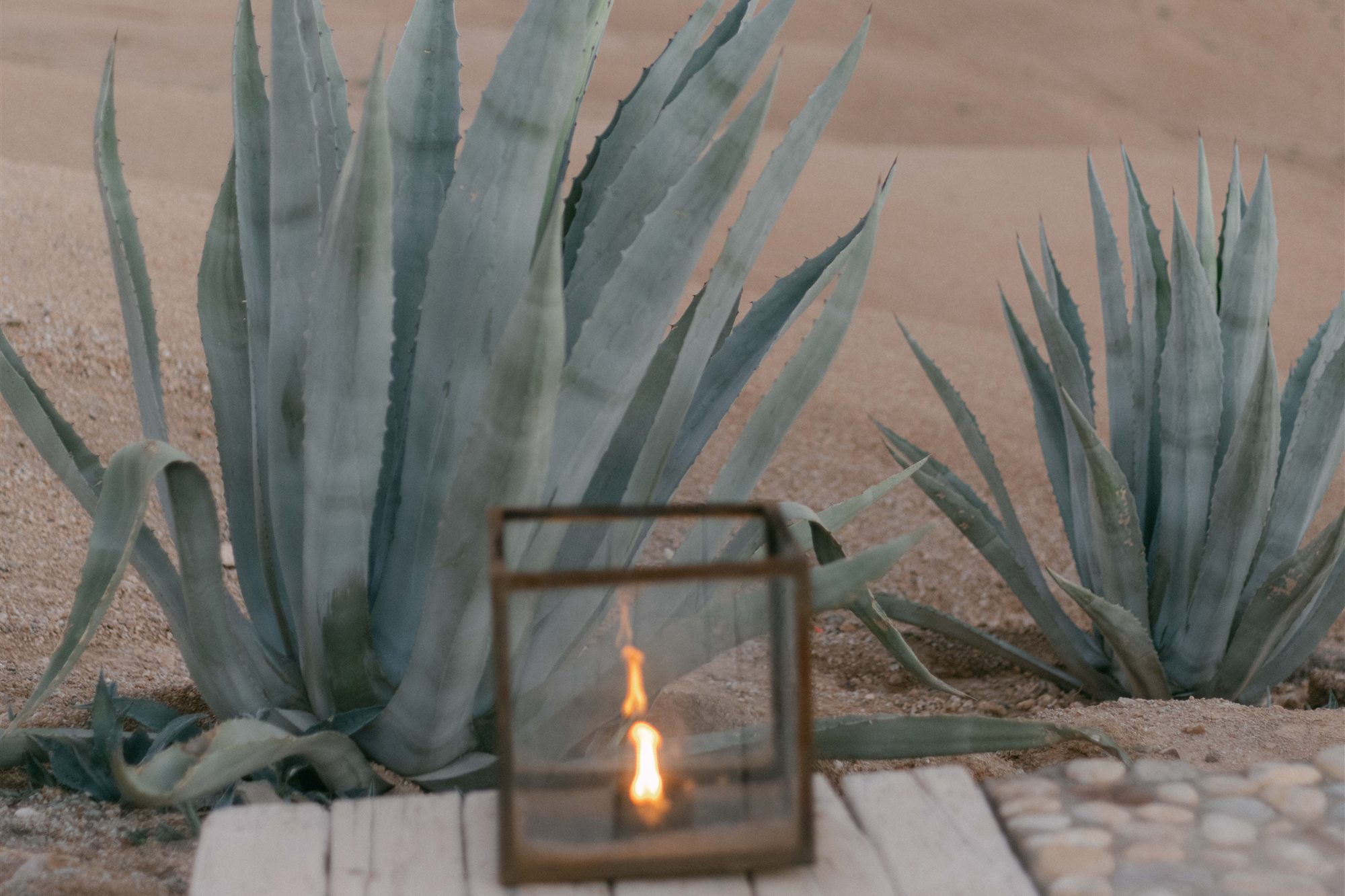 Glass lantern glowing among agave plants at a luxury camp in the Agafay desert